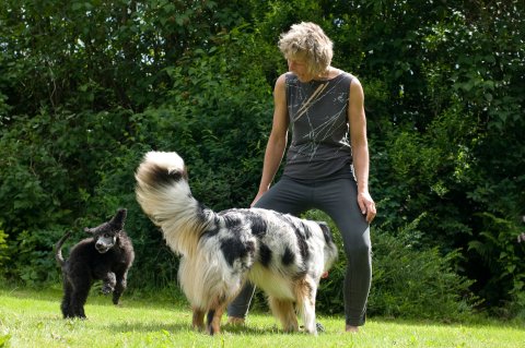 spredning plasticitet svag Instruktør, adfærdsrådgiver og osteopat for hund, Fyn